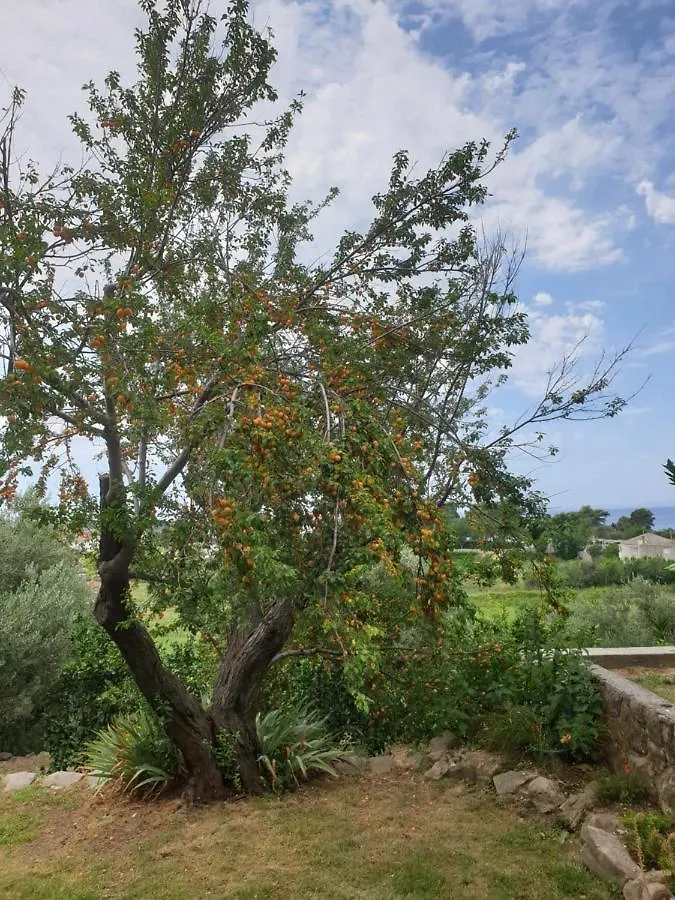Apartments Davorka Banjol Croatia